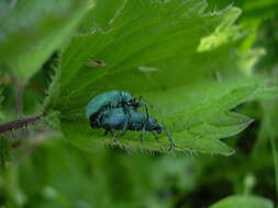 Plancia ëd Phyllobius (Metaphyllobius) pomaceus Gyllenhal 1834