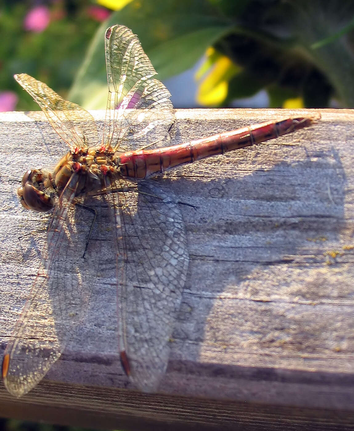 Image of Common Darter