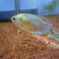 Image of Dwarf gourami