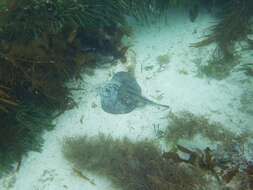 Image of Banded Stingaree