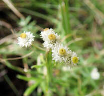 Слика од Anaphalis morrisonicola Hayata