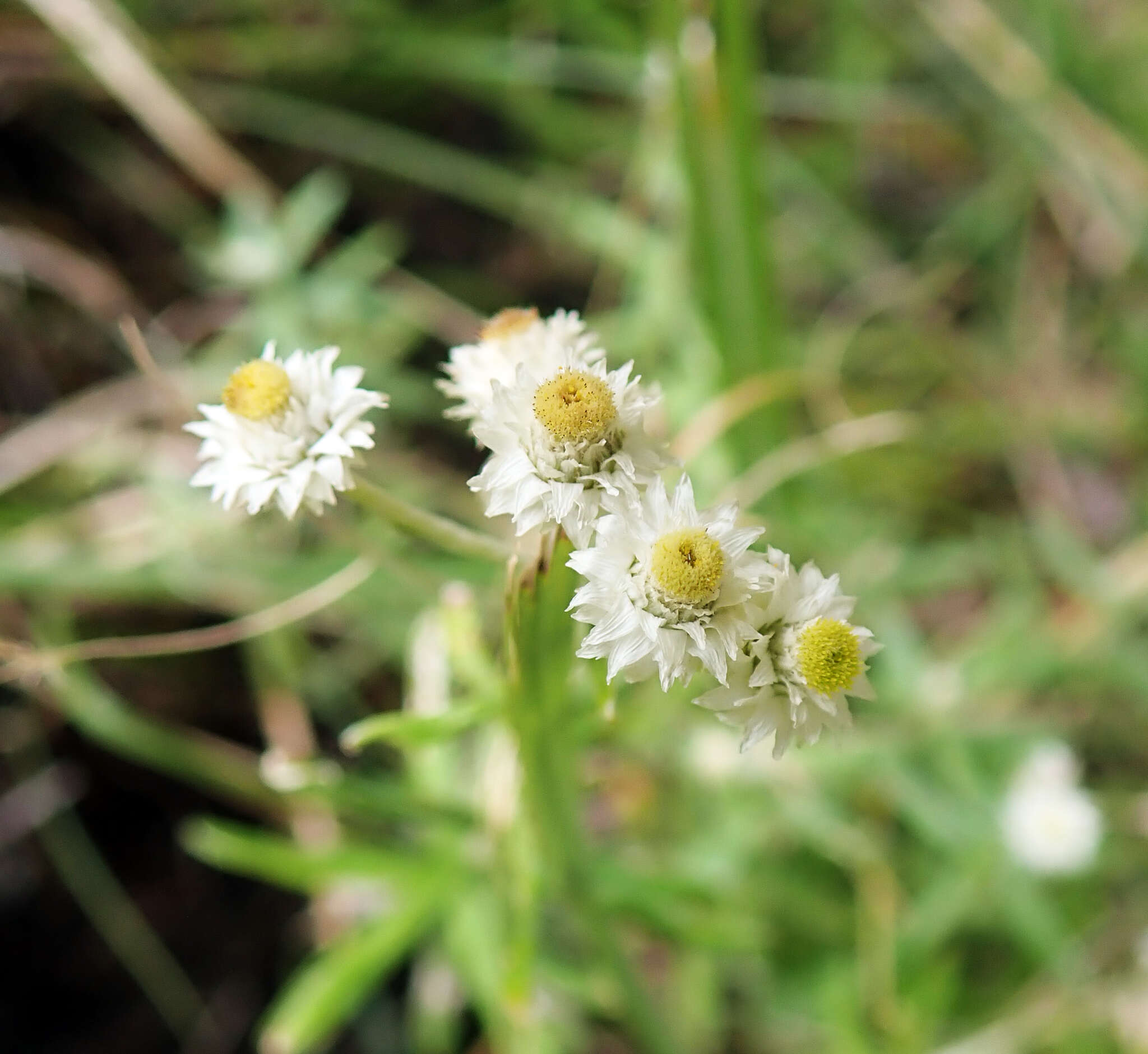 Plancia ëd Anaphalis morrisonicola Hayata