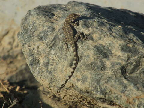 Image of Oman Rock Gecko