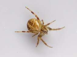 Image of Arabesque Orbweaver