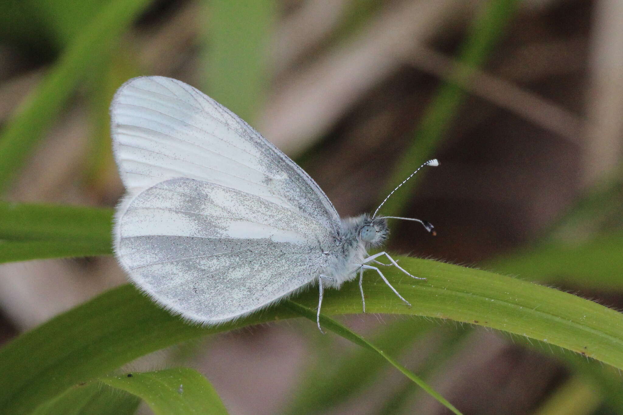 Leptidea sinapis (Linnaeus 1758)的圖片