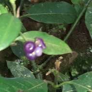 Image of Anthurium scandens subsp. scandens