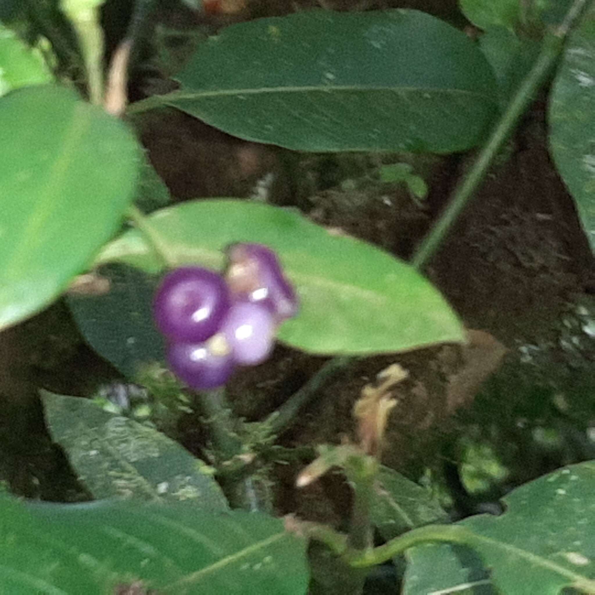 Image of Anthurium scandens subsp. scandens