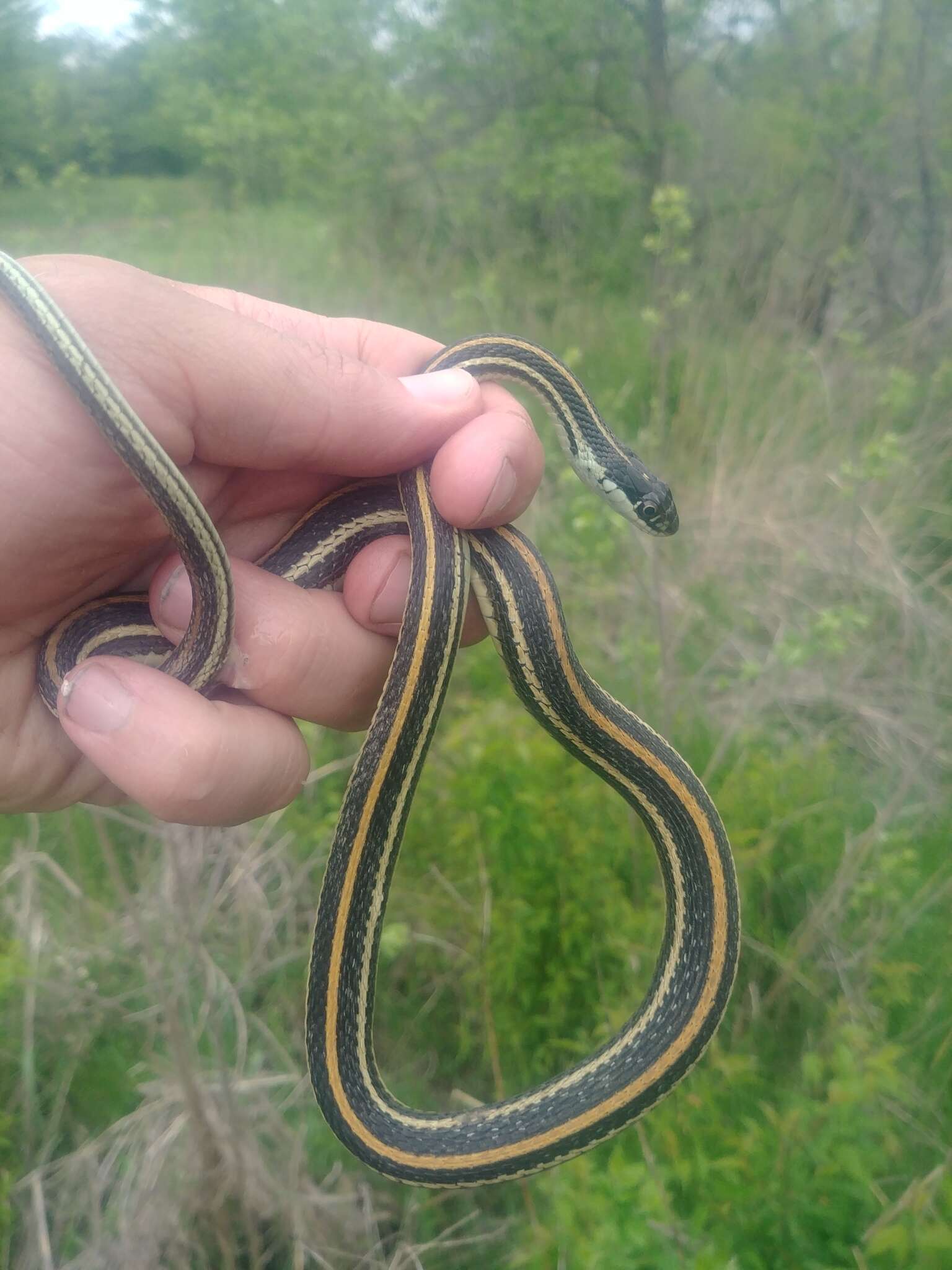 صورة Thamnophis proximus proximus (Say ex James 1823)