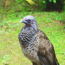 Image of Colombian Chachalaca