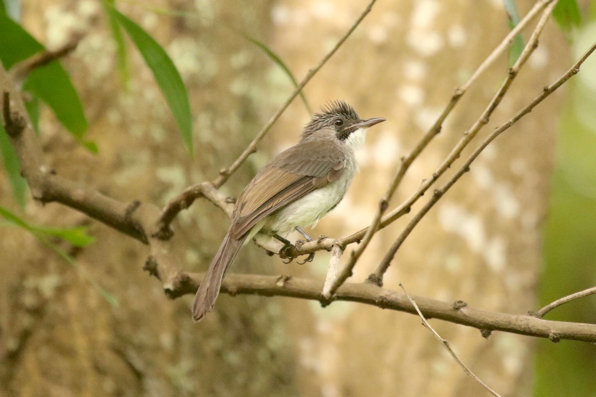 Image of Cinereous Bulbul