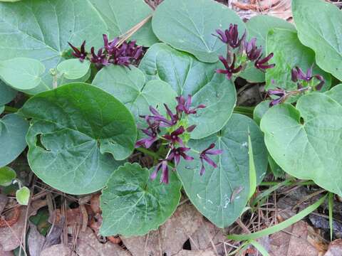 Image of oldfield milkvine