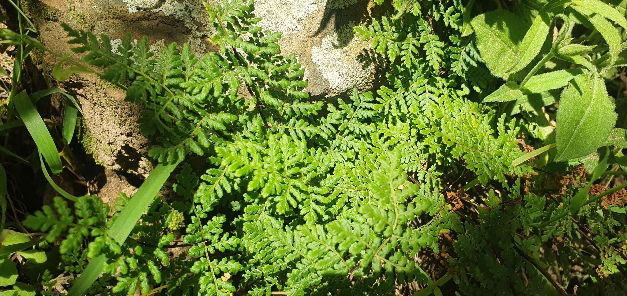 Cheilanthes multifida subsp. multifida resmi