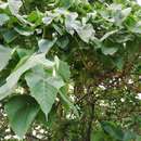 Image of Parasol leaf tree