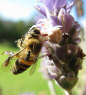 Image of freeloader flies