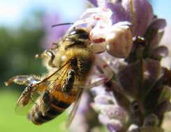 Image of freeloader flies