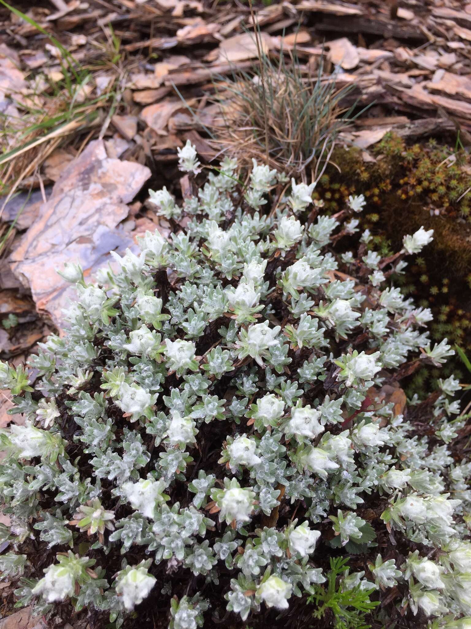 Anaphalis nepalensis (Spreng.) Hand.-Mazz.的圖片