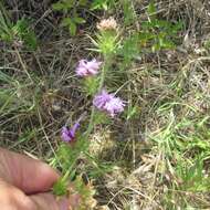 Image of scaly blazing star