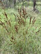 Sivun Sorghum leiocladum (Hack.) C. E. Hubb. kuva