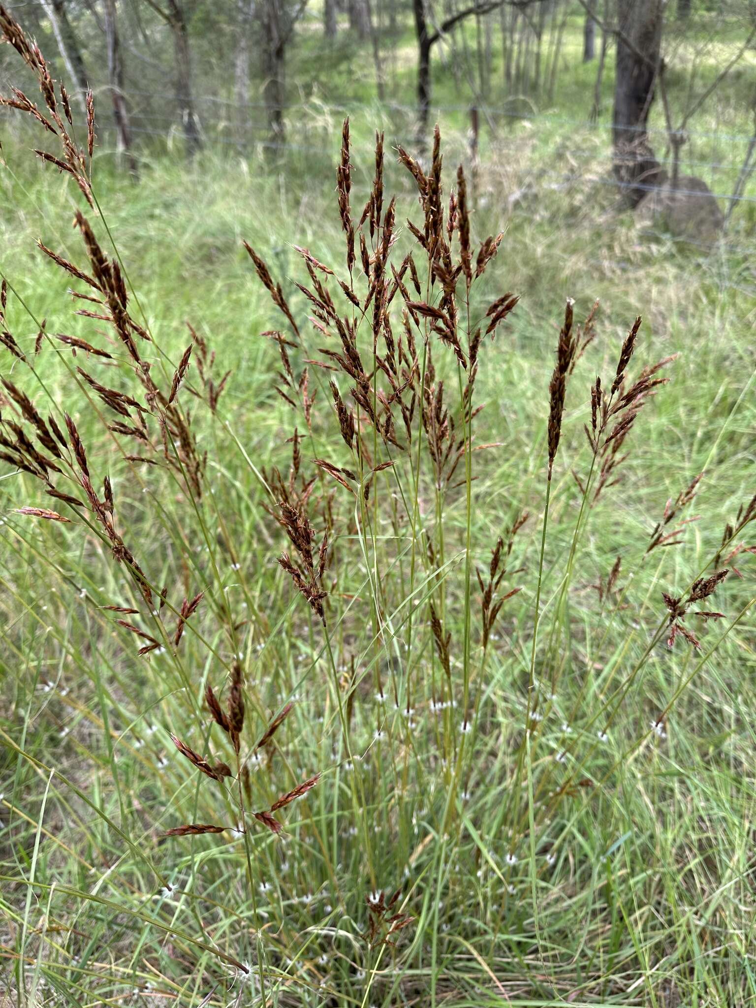 Imagem de Sorghum leiocladum (Hack.) C. E. Hubb.