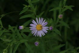 Aster pekinensis (Hance) Chen resmi