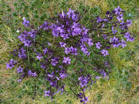 صورة Gentianella rapunculoides (Willd. ex Schultes) J. S. Pringle