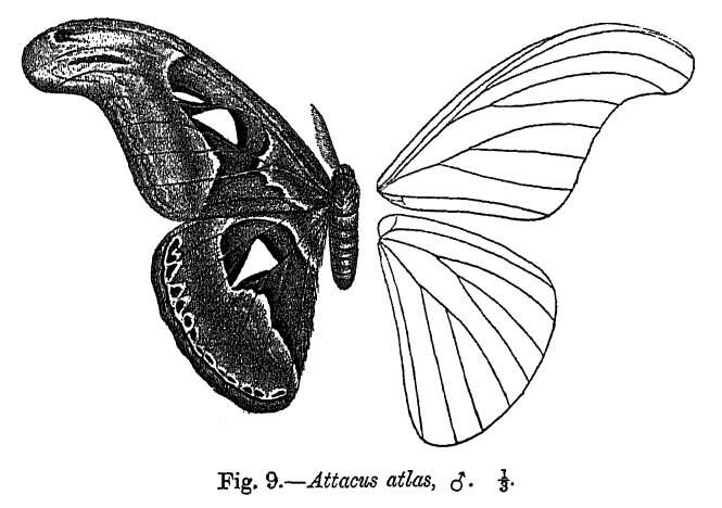 Image de Attacus atlas (Linnaeus 1758)