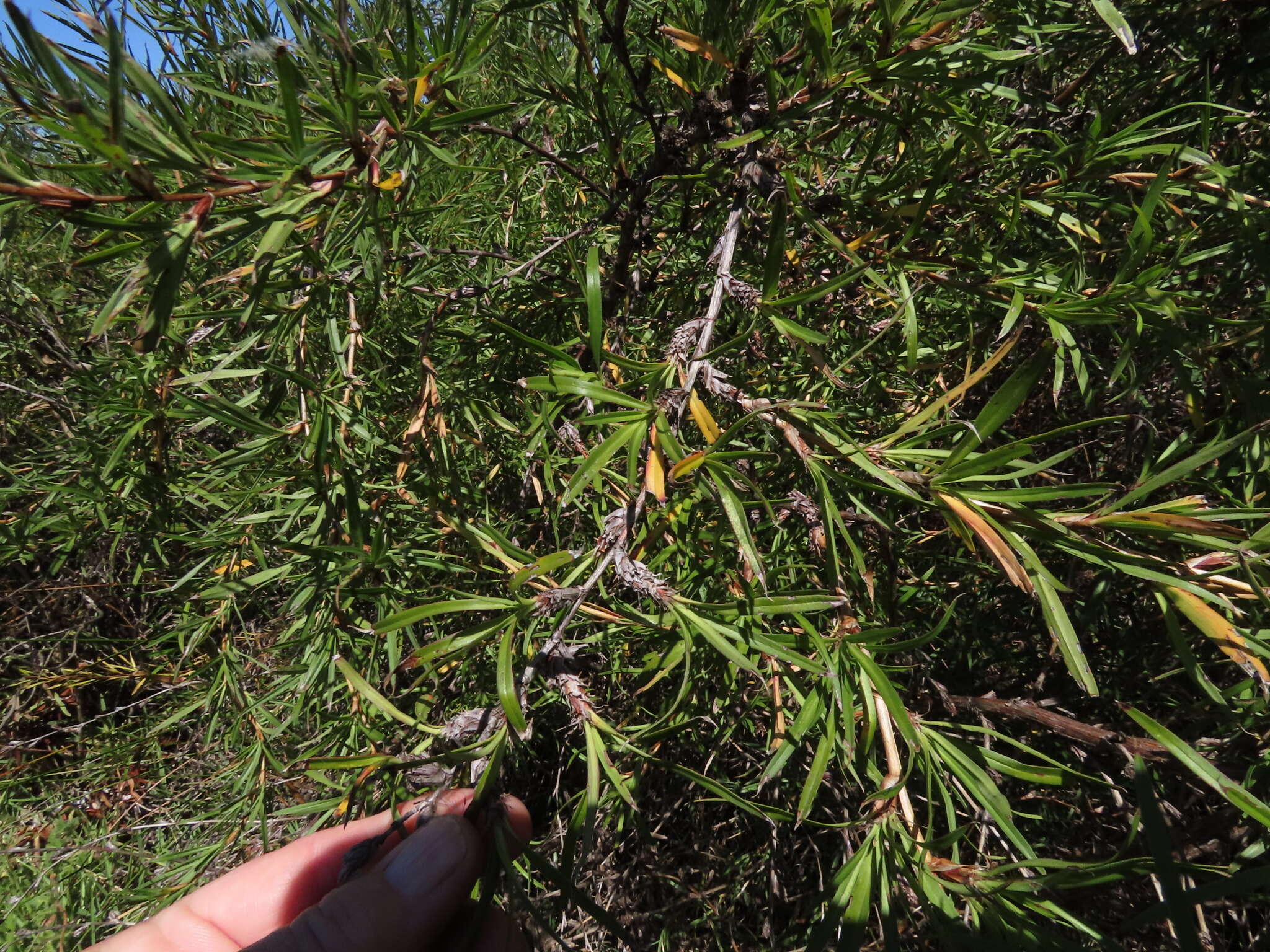 Image of Cliffortia longifolia (Eckl. & Zeyh.) Weim.