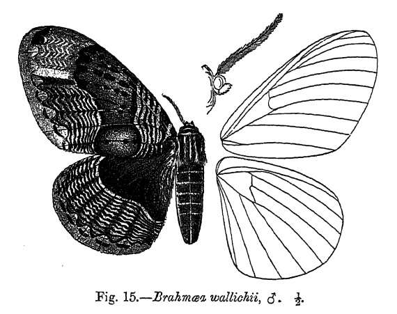 Image of Brahmaea wallichii (Gray 1831)