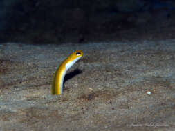 Image of Yellow Garden Eel