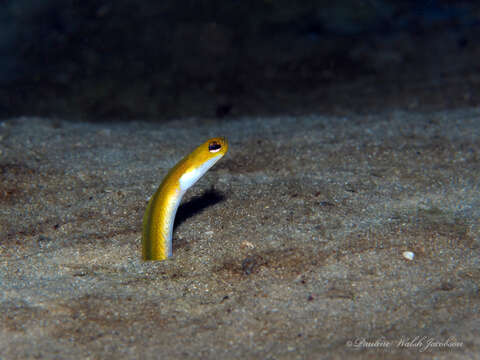 Image of Yellow Garden Eel