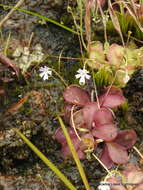 Image of Pinguicula emarginata S. Z. Ruiz & J. Rzedowski