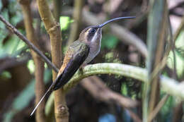 Image of Long-billed Hermit