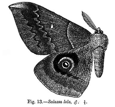 Image of Salassa lola (Westwood 1847)