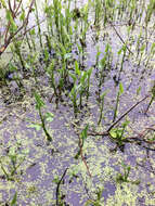 Image of green arrow arum