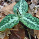 Imagem de Trillium underwoodii Small