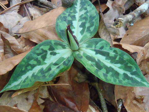 Imagem de Trillium underwoodii Small