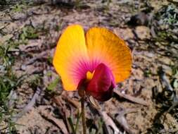 Image de Isotropis cuneifolia (Sm.) B. D. Jacks.