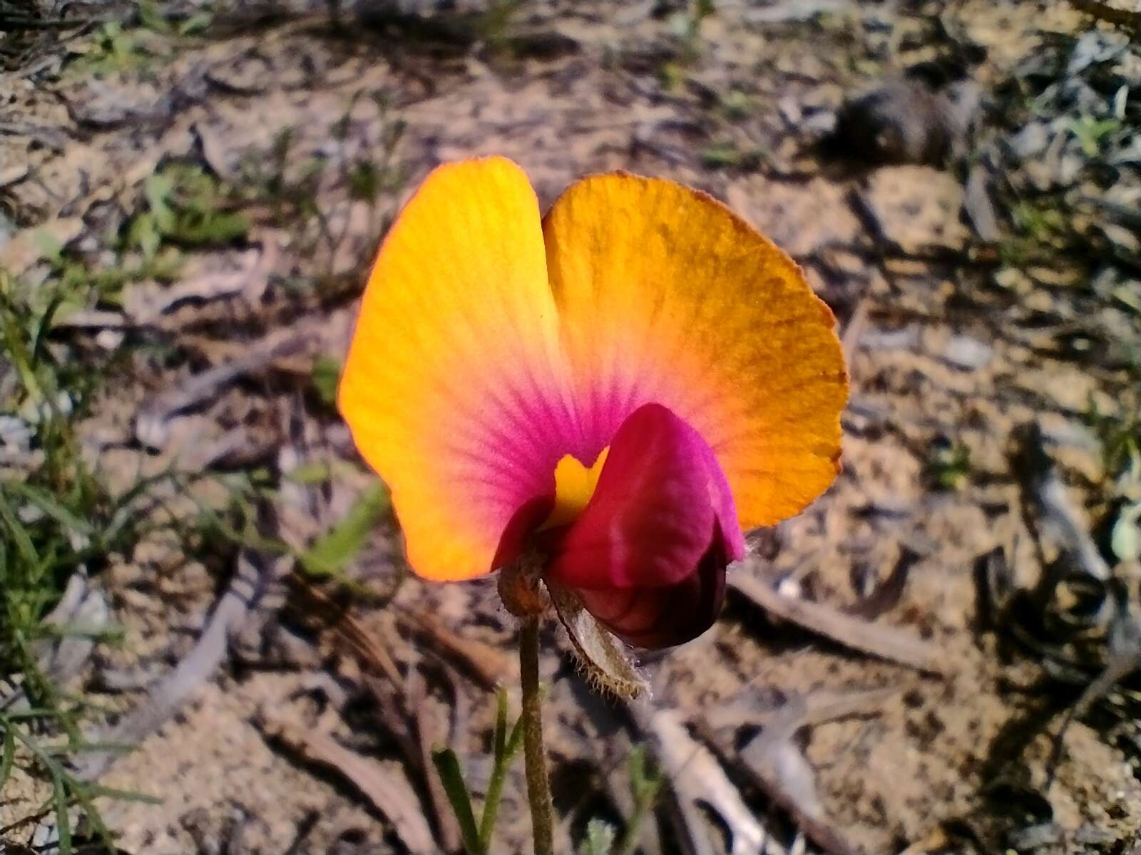 Слика од Isotropis cuneifolia (Sm.) B. D. Jacks.