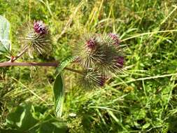 Image of Arctium nemorosum Lej.