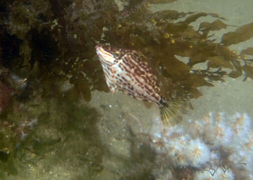 Image of Beautiful leatherjacket