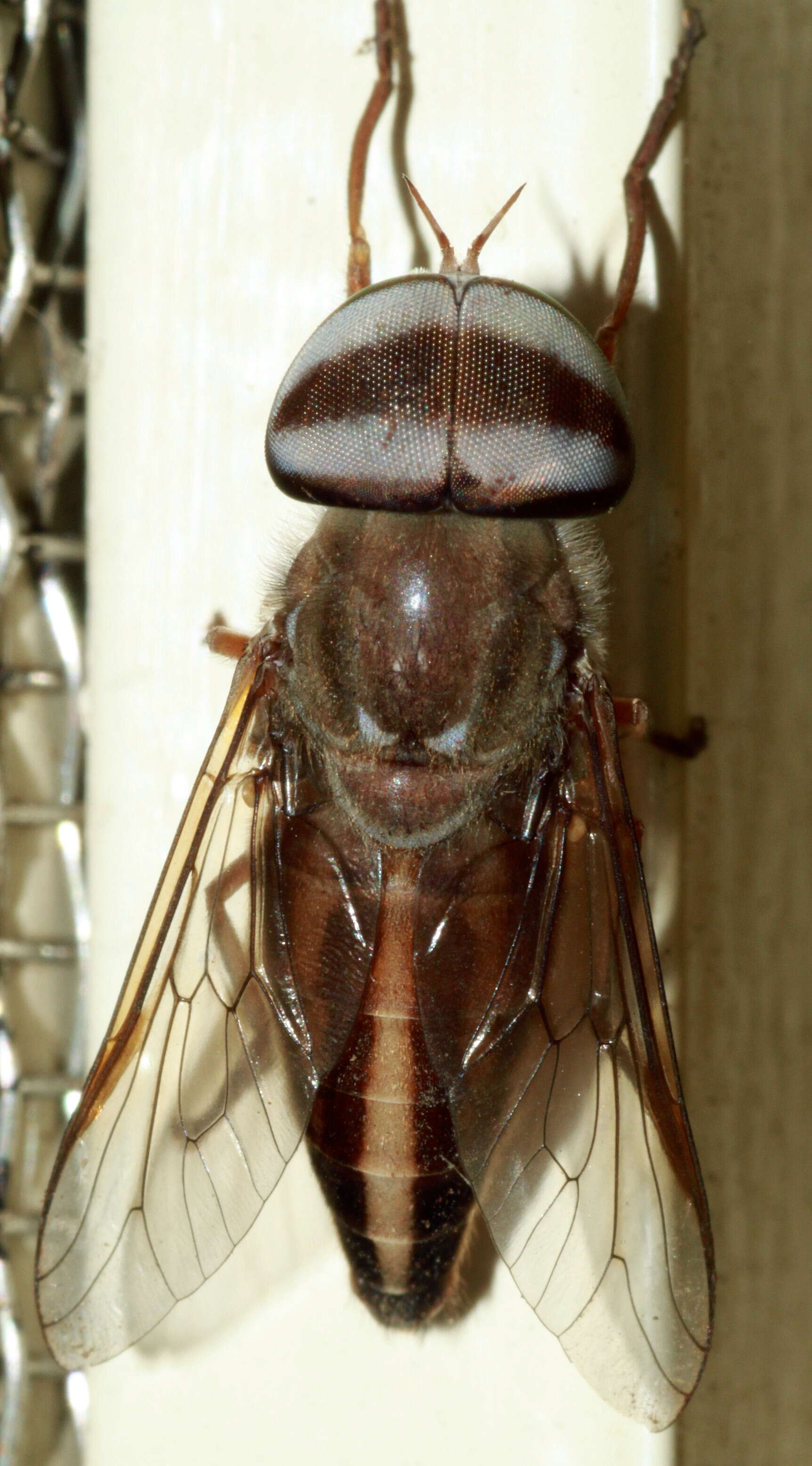 Image of Tabanus melanocerus Wiedemann 1828