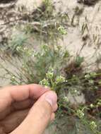 Plancia ëd Cryptantha pterocarya (Torr.) Greene