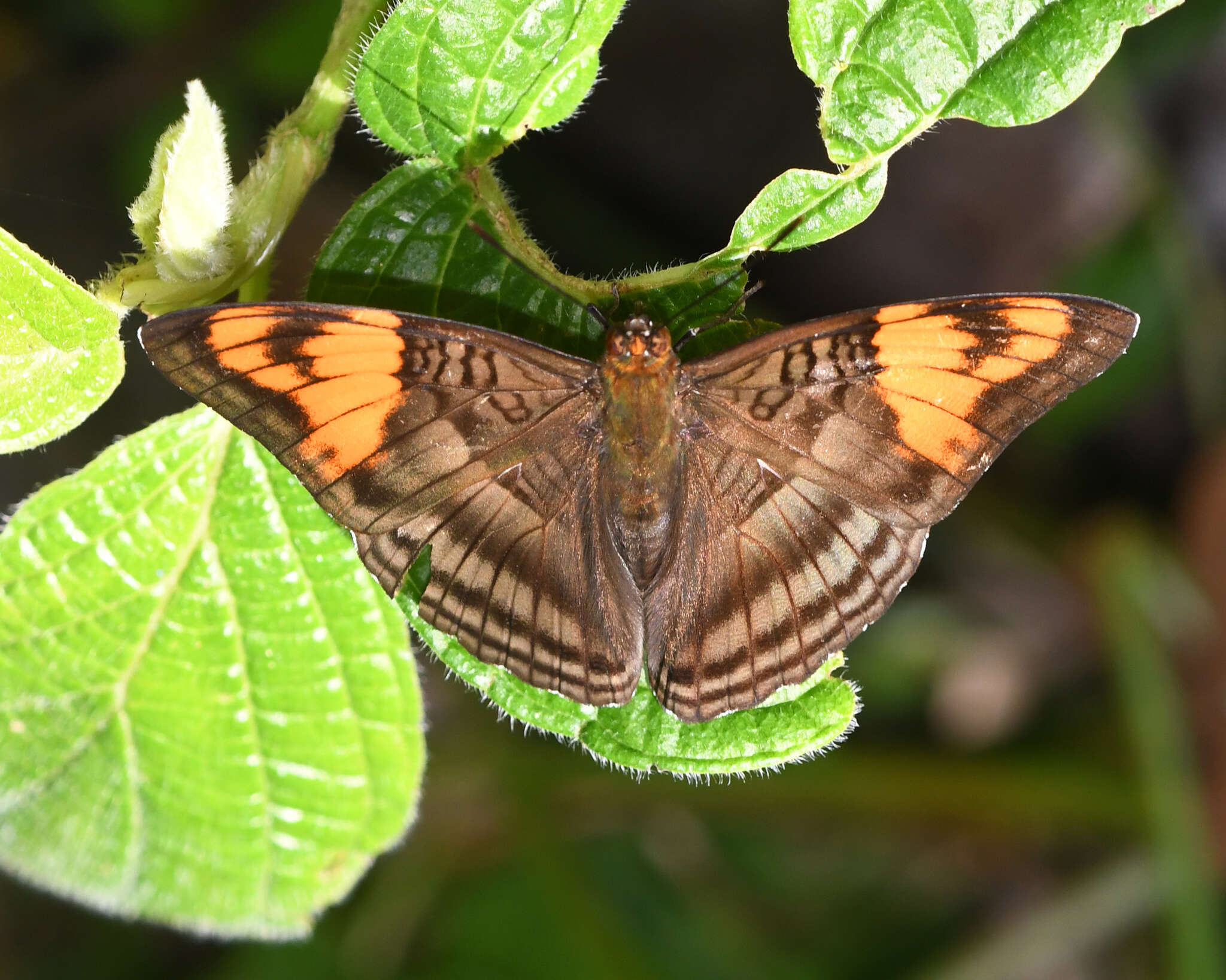 Imagem de <i>Adelpha mesentina</i>