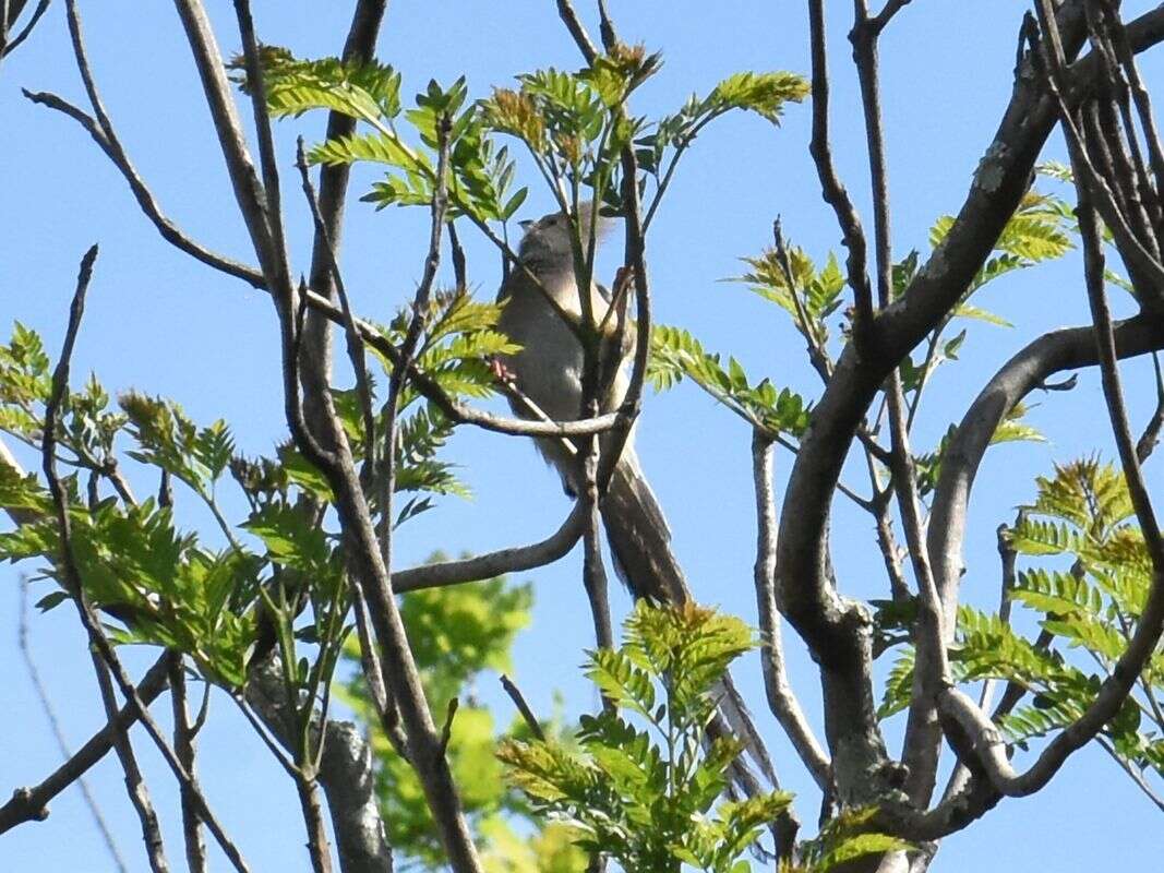 Image of White-backed Mousebird