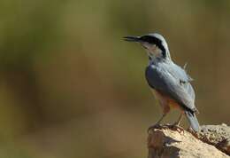 Image of Eastern Rock Nuthatch