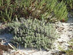 Image of <i>Helichrysum italicum</i> subsp. <i>picardii</i>