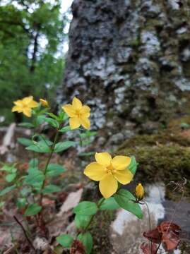 Sivun Lysimachia cousiniana Cosson kuva