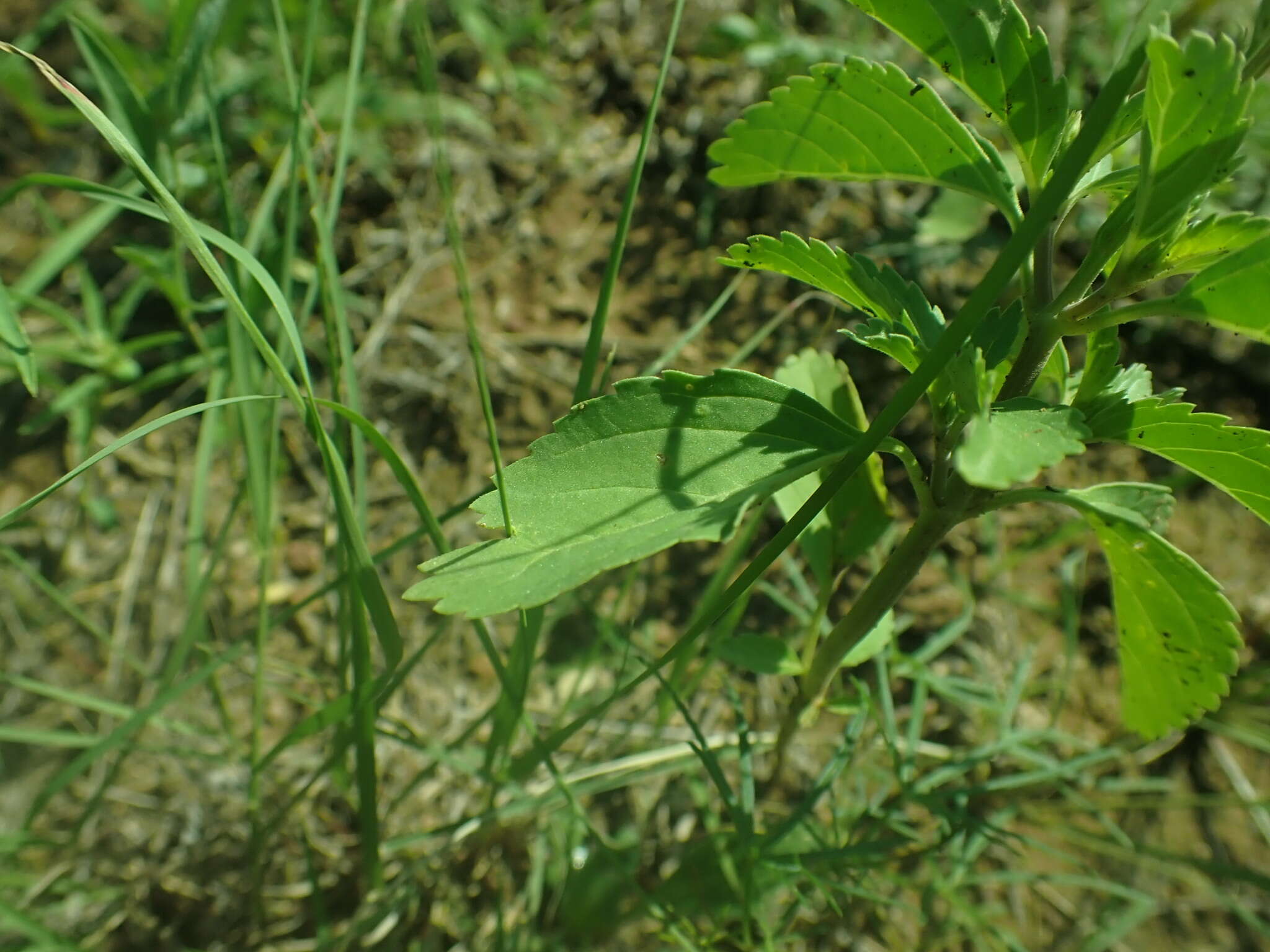 Plancia ëd Bouchea prismatica (L.) Kuntze