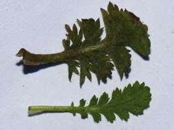 Image of Leptinella dispersa subsp. dispersa