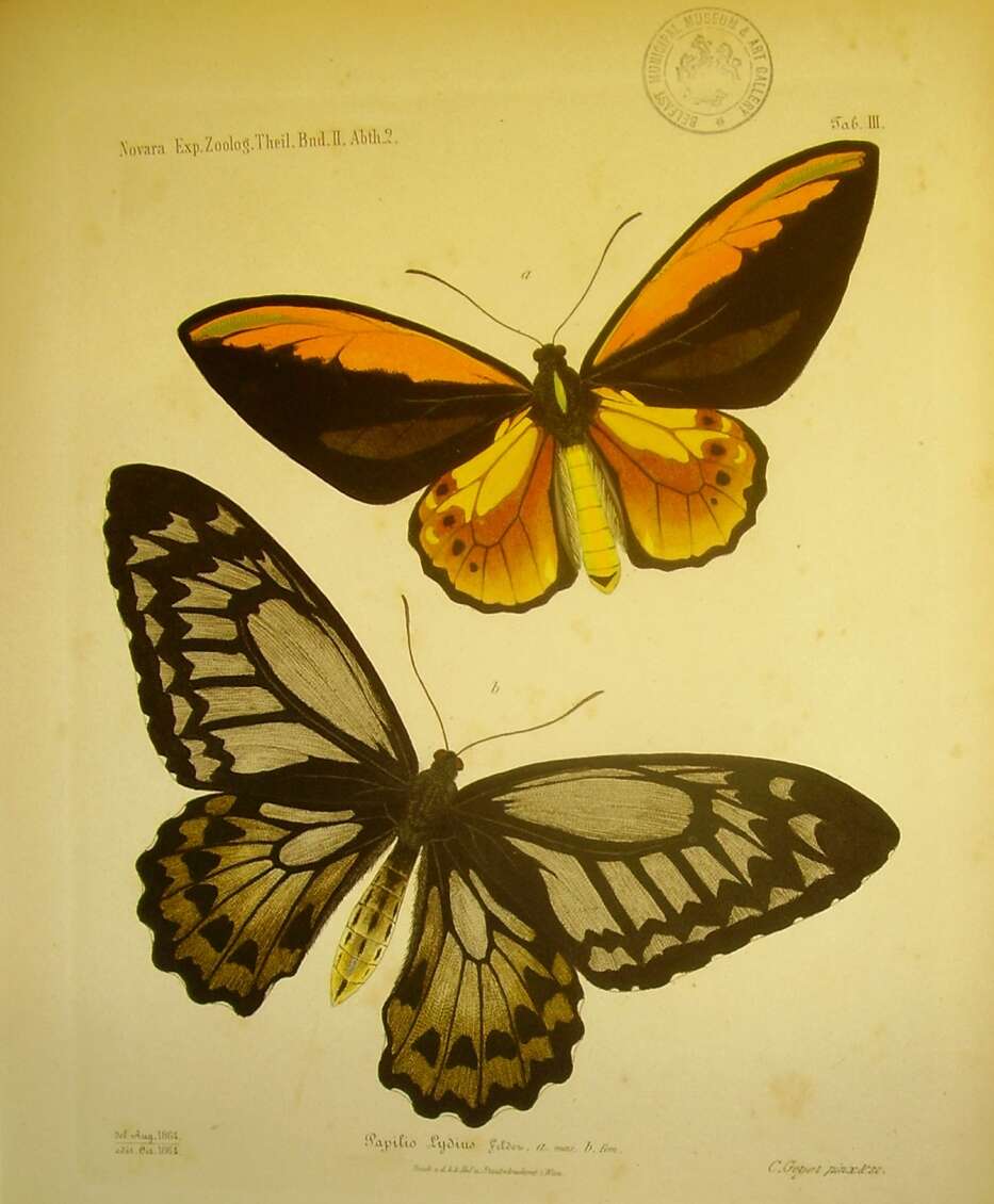 Sivun Ornithoptera croesus Wallace 1859 kuva